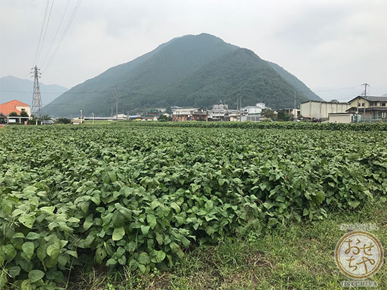 黒豆産地探訪記_おせちやスタッフレポート_畑