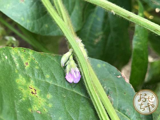 おせちやスタッフが行く産地訪問！兵庫県「黒豆」編_黒豆の花